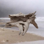 Where to find driftwood